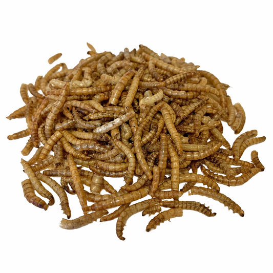 Dried Mealworms